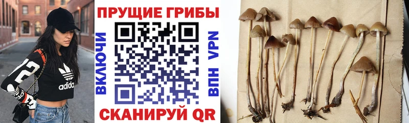 Псилоцибиновые грибы Psilocybine cubensis  Снежногорск 